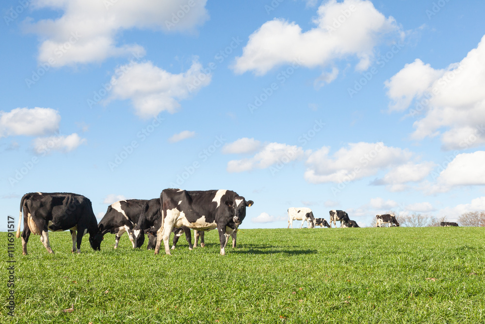 Herd of black and white Holstein dairy cows grazing in evening light on the skyline in a green pasture with fluffy white clouds in a blue sky Herd of black and white Holstein dairy cows grazing in evening light on the skyline in a green pasture with fluffy white clouds in a blue sky