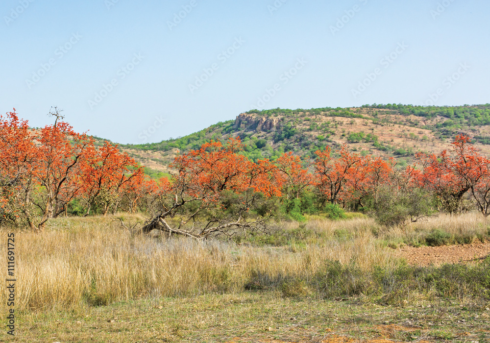 Obraz premium palash trees with red blooms in Ranthambhore national Park, Rajasthan, India