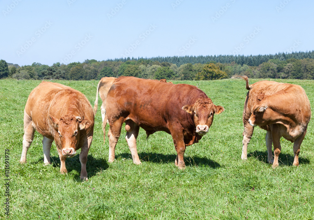 Limousin beef bull with a herd of cows in a lush green summer pasture in French countryside Limousin beef bull with a herd of cows in a lush green summer pasture in French countryside