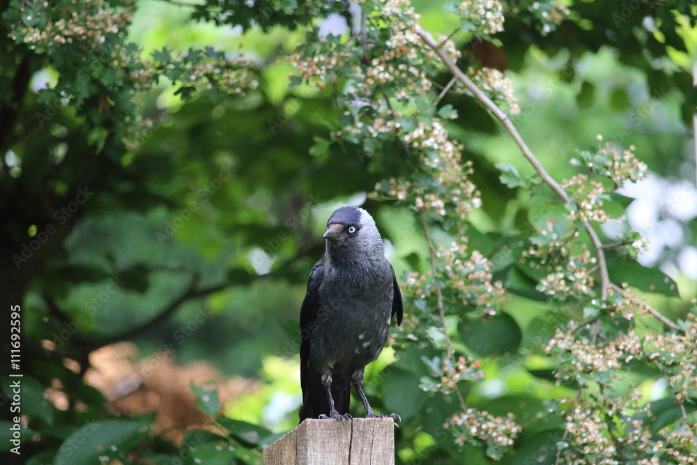 Obraz premium Dohle sitzt auf einem Zaun