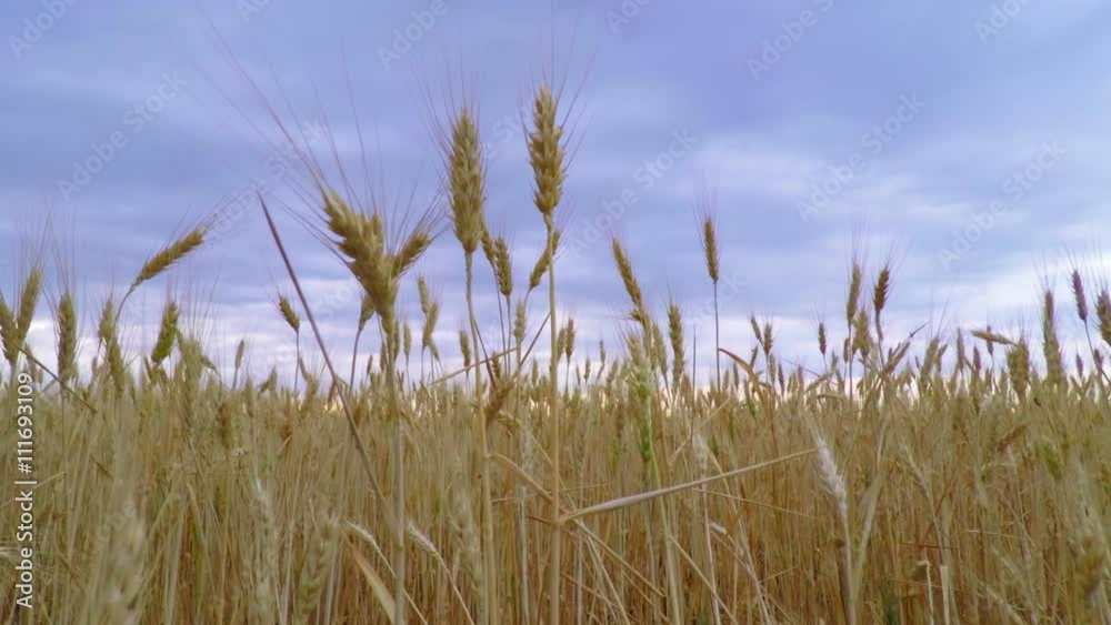 Dark Clouds Sky over the Golden Wheat. Wheat Ready to be Harvested.
Dark Clouds Sky over the Golden Wheat. Wheat Ready to be Harvested.