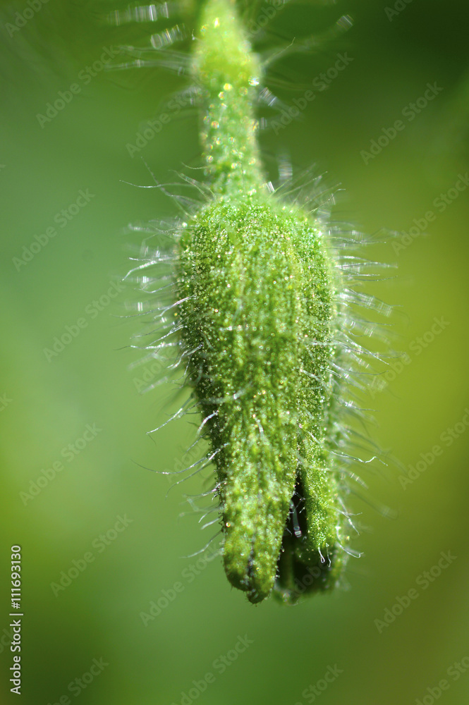 Naklejka premium Beautiful flowers tomatoes