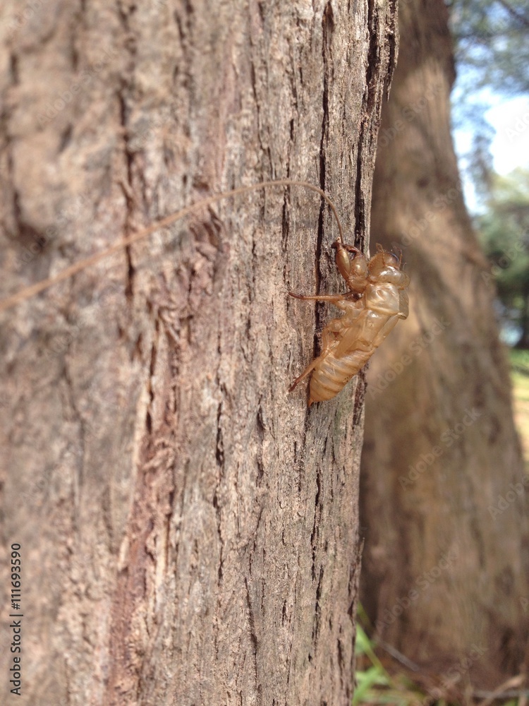 Cicada slough on pine tree.