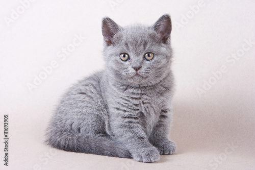 Gray British kitten looking into the camera