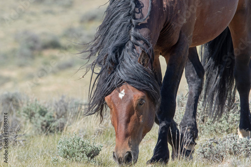 wild mustang