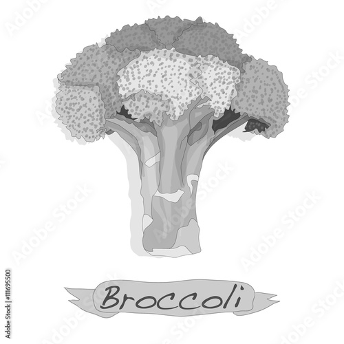 Broccoli vector isolated