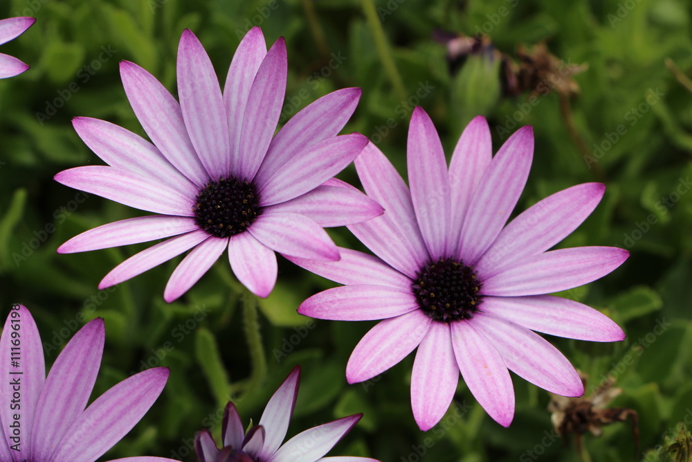 Obraz premium Fleurs d'osteospermum violettes