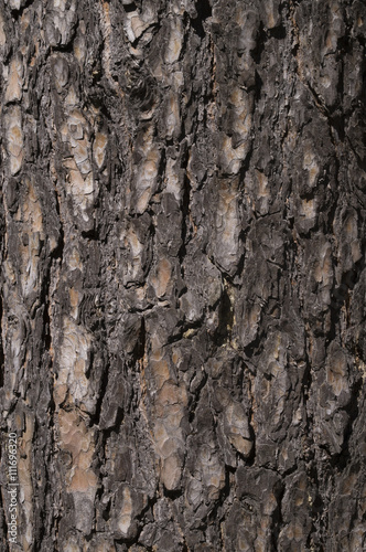 Fototapeta Naklejka Na Ścianę i Meble -  Pine bark