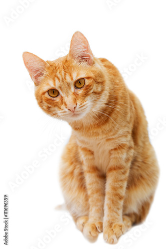 Ginger cat sits and looks carefully in front of him