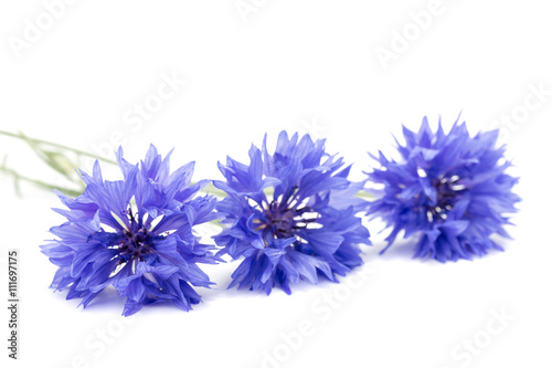 Blue Cornflower © afishman64