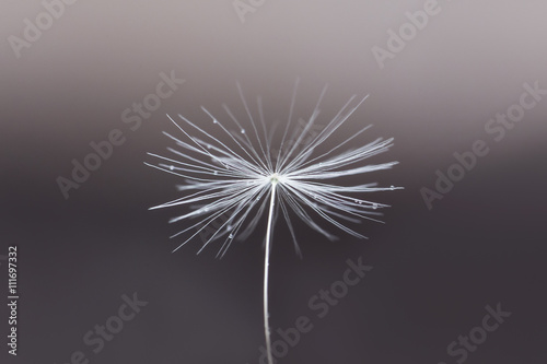 Close up of a dandelion seed