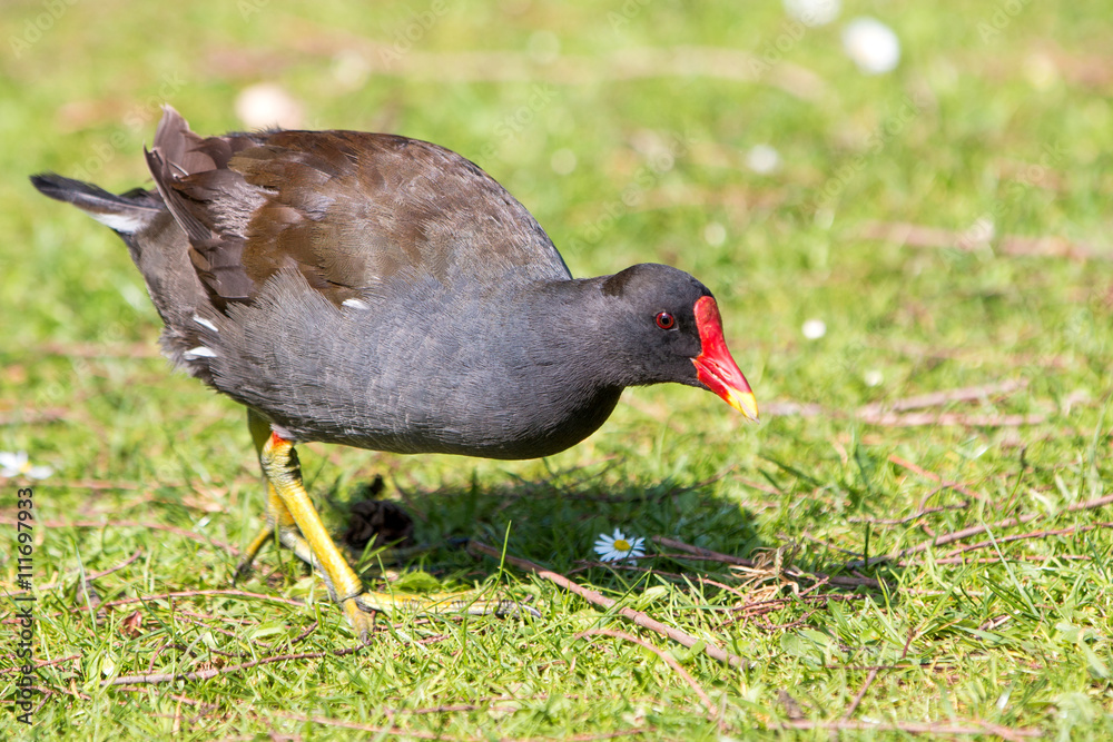 Teichralle oder Teichhuhn (Gallinula chloropus) Teichralle oder Teichhuhn (Gallinula chloropus)