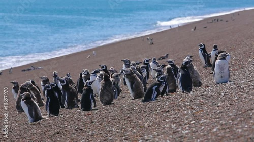 A group of Magellanic penguin with chicks on the beach at Valdes Peninsula in Argentina