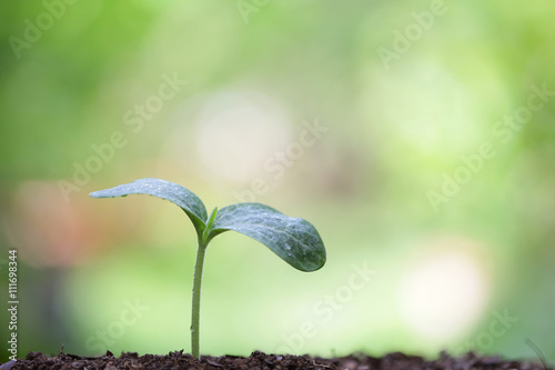 Pumpkin planting