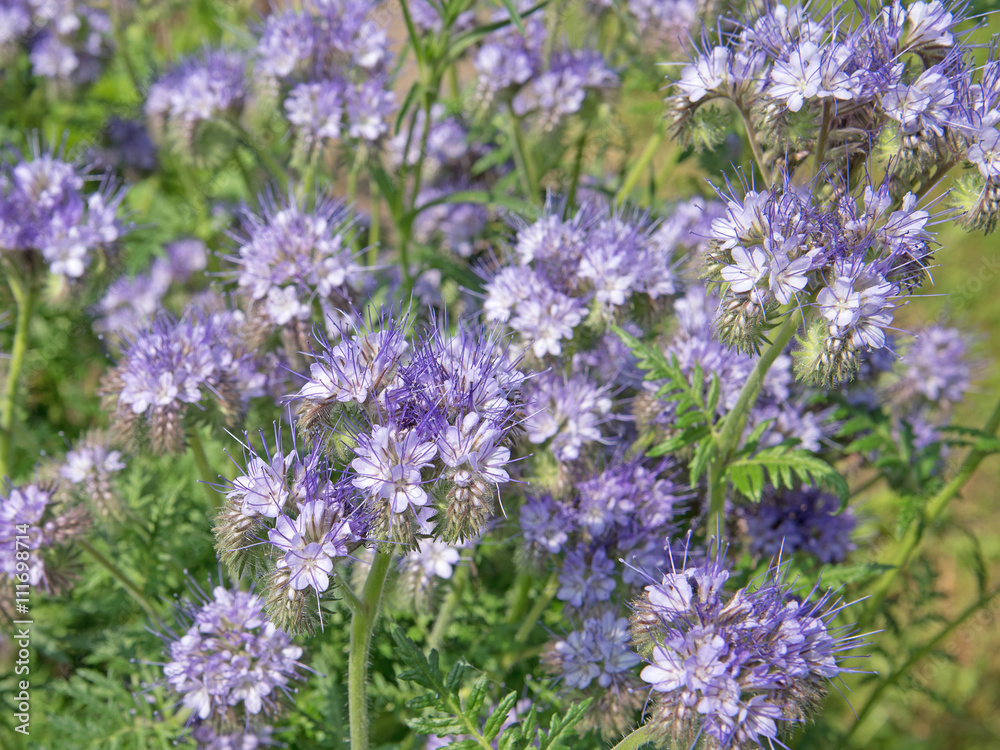 Bienenfreund, Phacelia, Büschelschön