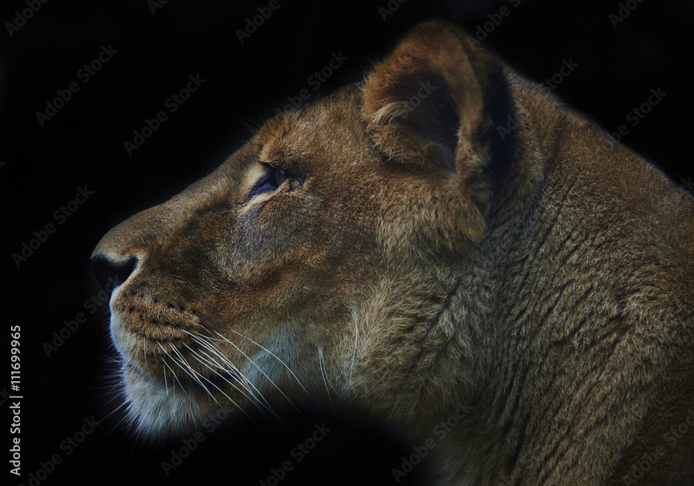 Naklejka premium lioness on black background
