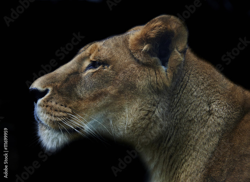 Photo lioness isolated on black background