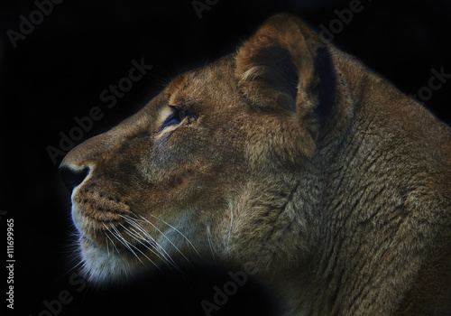 Fototapeta Naklejka Na Ścianę i Meble -  lioness on black background


