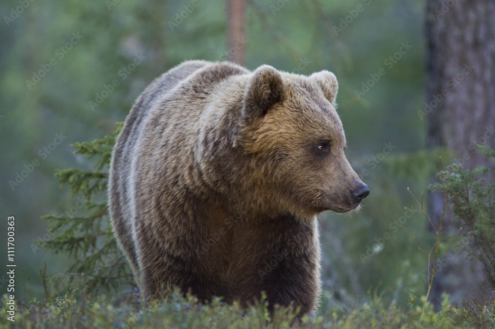 A brown bear in the forest, Finland. A brown bear in the forest, Finland.