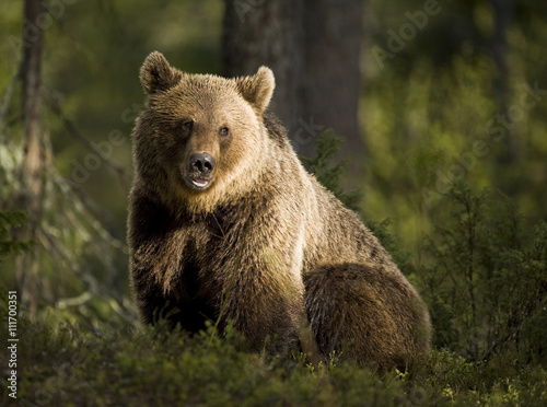 Wallpaper Mural A brown bear in the forest, Finland. Torontodigital.ca