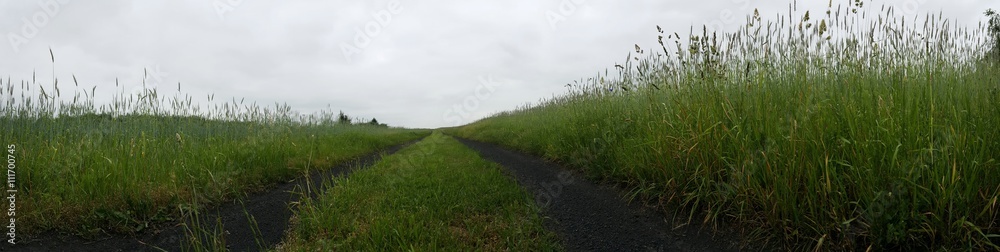 Panorama, droga, zboża