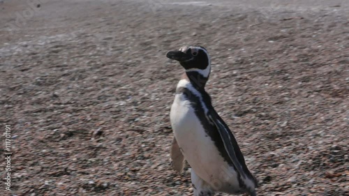 A Magellanic penguin walking on the beach at Valdes Peninsula in Argentina