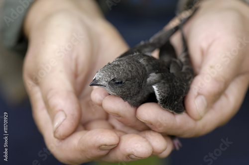 Close up of woman's hand holding common swift photo