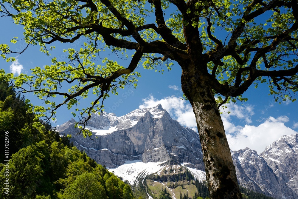 Ahornbaum am großen Ahornboden im Karwendelgebirge