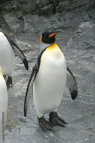 キングペンギン 王様ペンギン Stock Photo Adobe Stock キングペンギン 王様ペンギン Stock Photo Adobe Stock