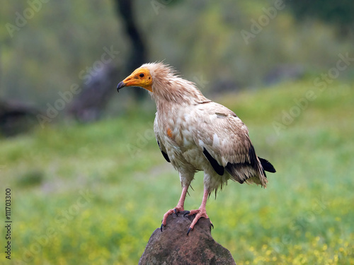 Obraz na plátně Egyptian vulture (Neophron percnopterus)