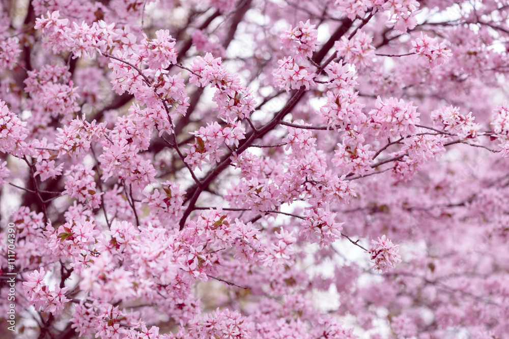 Sakura. Cherry Blossom in Springtime. Beautiful Pink Flowers Sakura. Cherry Blossom in Springtime. Beautiful Pink Flowers