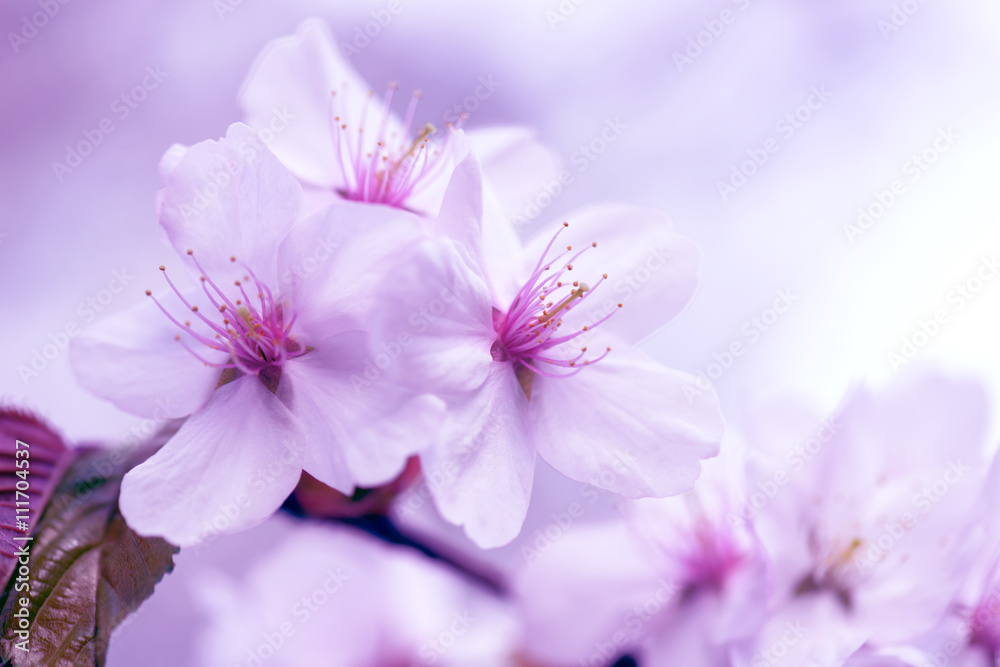 Sakura. Cherry Blossom in Springtime. Beautiful White Flowers Sakura. Cherry Blossom in Springtime. Beautiful White Flowers