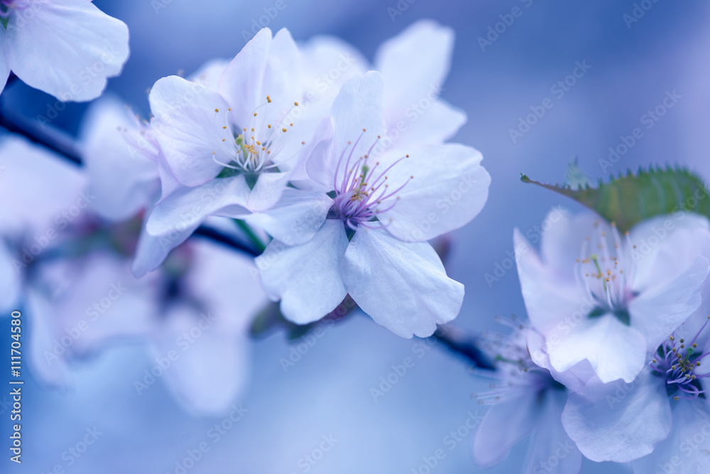 Fototapeta Sakura. Cherry Blossom in Springtime. Beautiful White Flowers