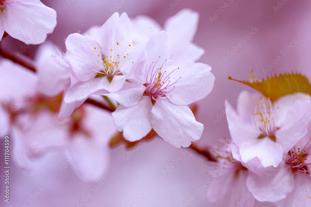 Sakura. Cherry Blossom in Springtime. Beautiful White Flowers Sakura. Cherry Blossom in Springtime. Beautiful White Flowers