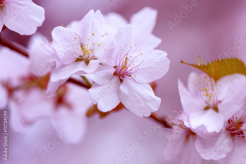 Fototapeta Naklejka Na Ścianę i Meble -  Sakura. Cherry Blossom in Springtime. Beautiful White Flowers