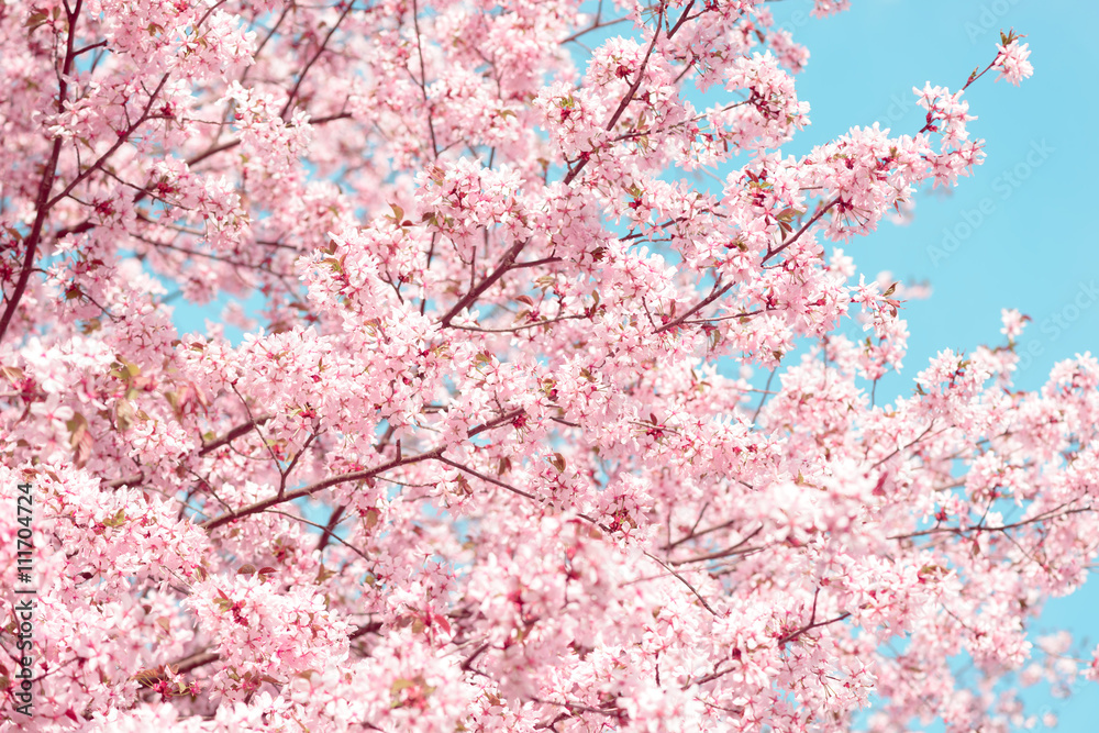 Sakura. Cherry Blossom in Springtime. Beautiful Pink Flowers Sakura. Cherry Blossom in Springtime. Beautiful Pink Flowers