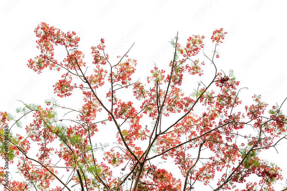 Barbados flowers, Peacock's Crest or Caesalpinia pulcherrima