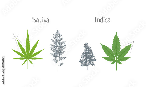 Sativa Indica