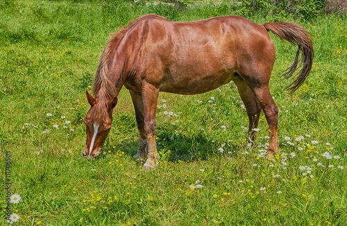 horse and field