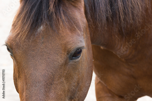 Portraitaufnahme eines Pferdes