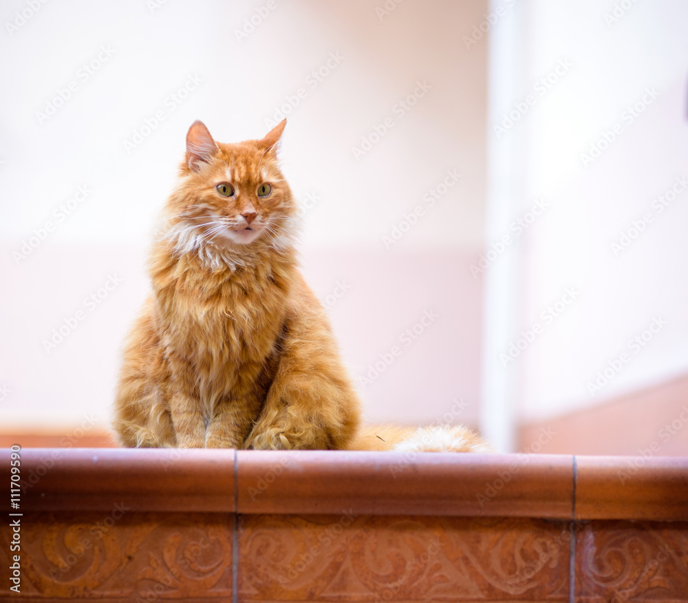 portrait of domestic red cat on terrace