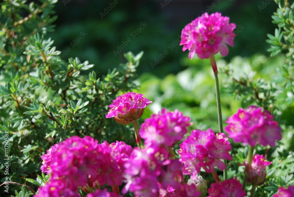 Grasnelken (Armeria) Grasnelken (Armeria)