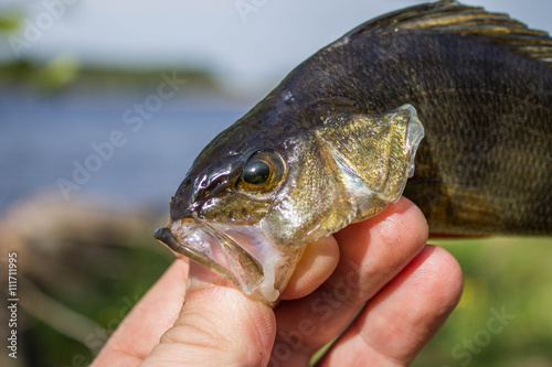 Fototapeta Naklejka Na Ścianę i Meble -  fish perch in the hand of angler