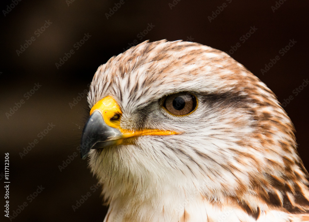 Königsrauhfussbussard (Buteo regalis) Königsrauhfussbussard (Buteo regalis)