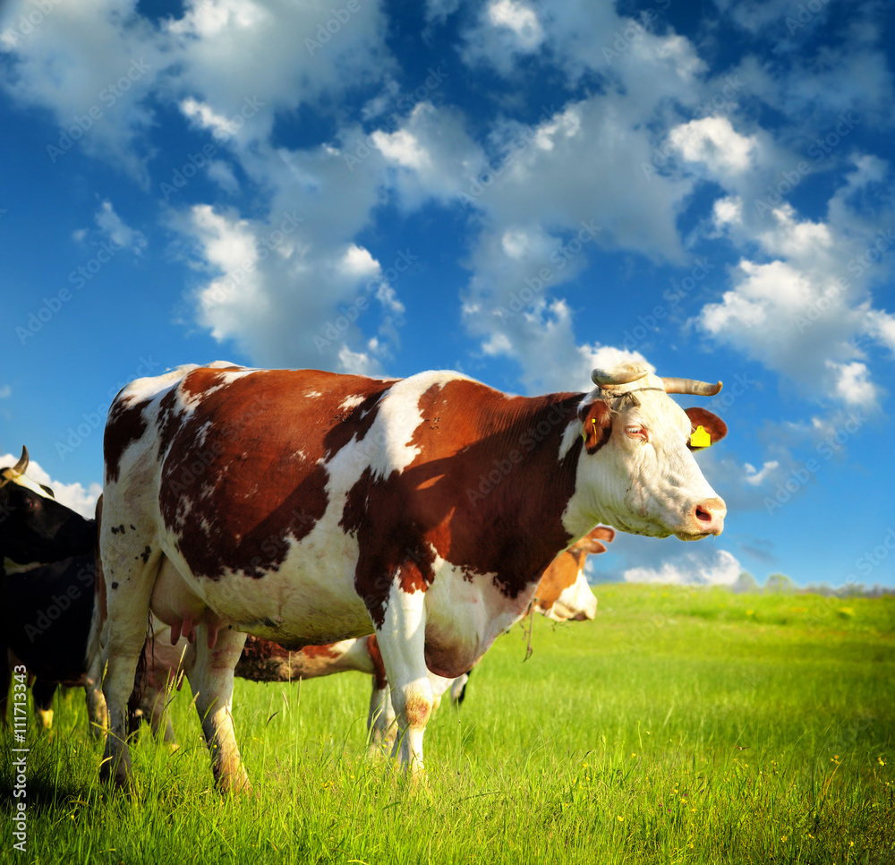 Cows grazing on pasture