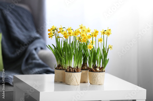 Tela Blooming narcissus flowers on table indoors