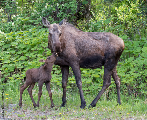 Cow moose and its calf