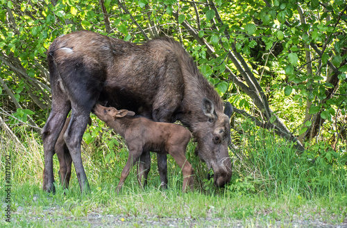 Cow moose feeding its twin calves photo