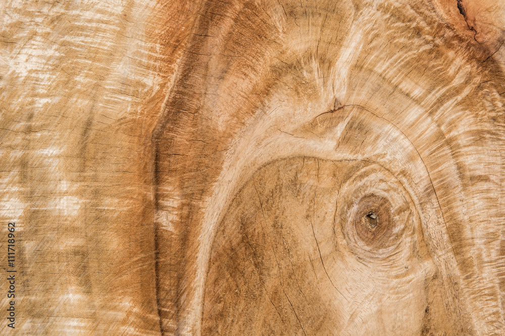 close-up wood texture of cut tree trunk close-up wood texture of cut tree trunk