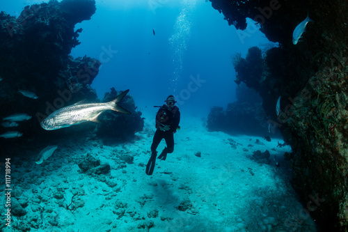SCUBA diver with Tarpon underwater © whitcomberd